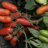 Paradajz guliver: recenzije, fotografije, prinos